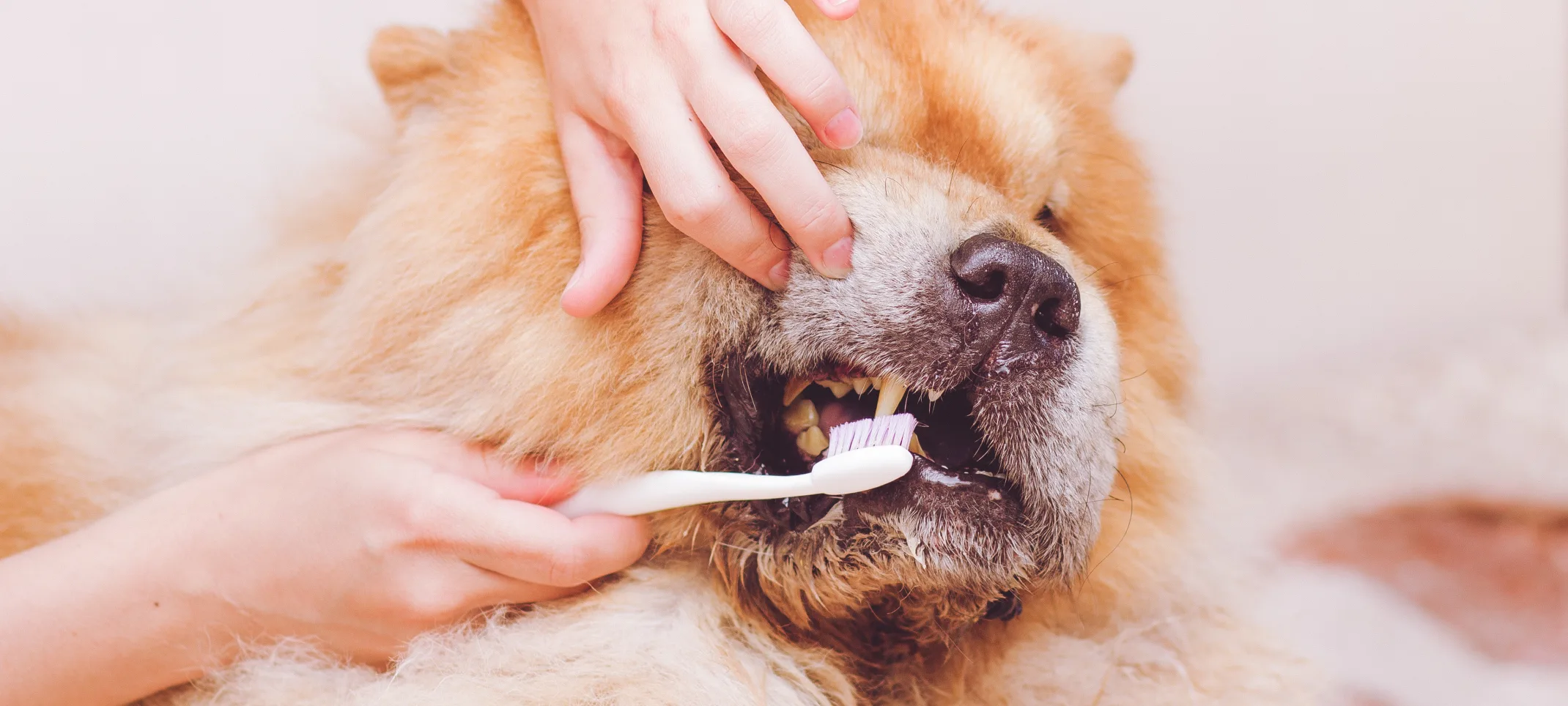 Big Pomerian dog dog getting his tooth brushed by a Vet.